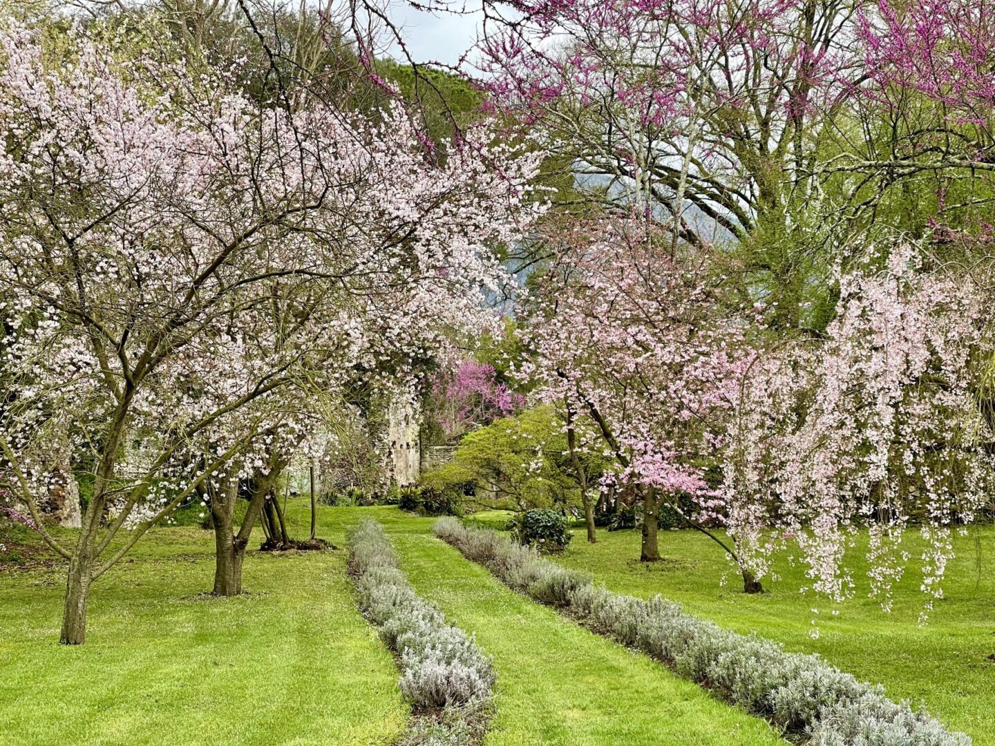 You are currently viewing The enchantment of the Garden of Ninfa, Cisterna Latina, open year-round